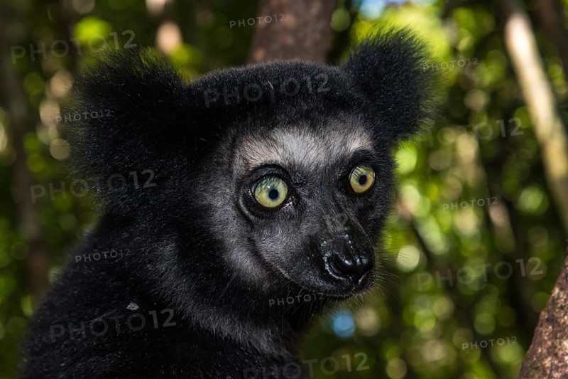 Indri (Indri indri)