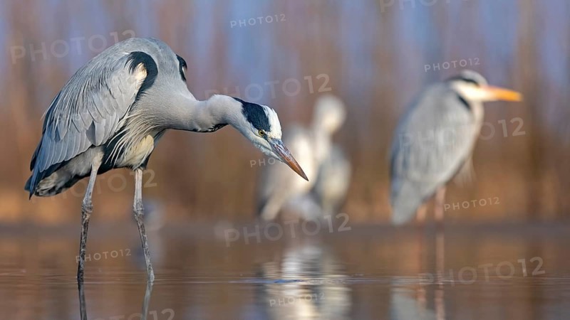 Grey heron or (Ardea cinerea) foraging in the water