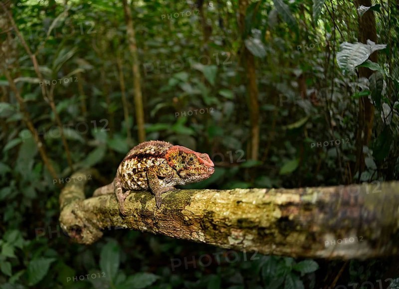 Short-horned chameleon (Calumma brevicorne) on branch