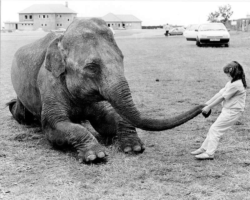 Girl plays with elephant