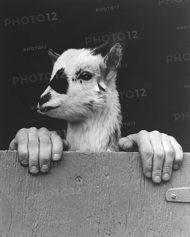 Goat with human hands