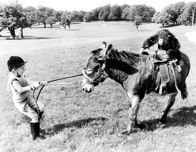 Chimpanzee rides on donkey