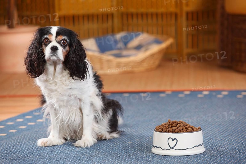 Cavalier King Charles Spaniel