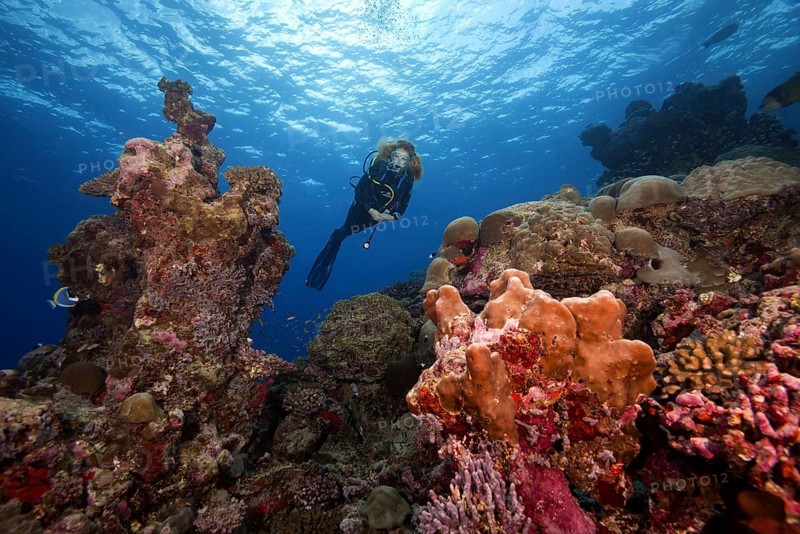 Female scuba diver swims next to a coral reef