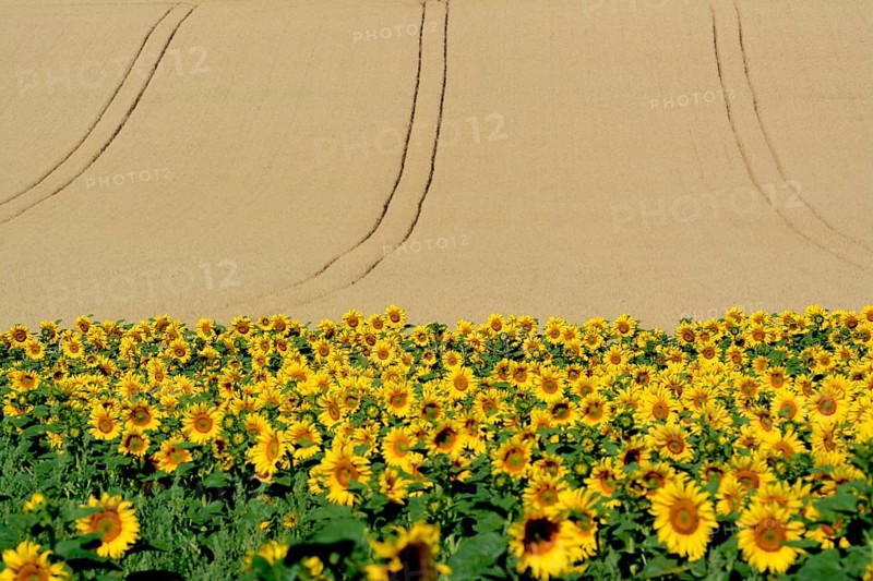 Sunflowers (Helianthus annuus) in front of corn field