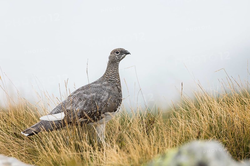 Rock Ptarmigan (Lagopus muta) in gras