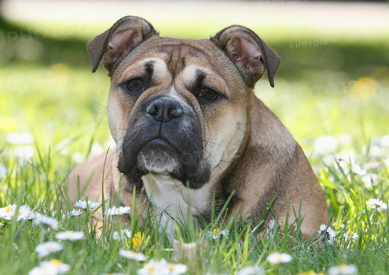 Continental Bulldog