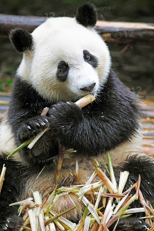 Panda bear or Giant Panda (Ailuropoda melanoleuca) eats bamboo shoots