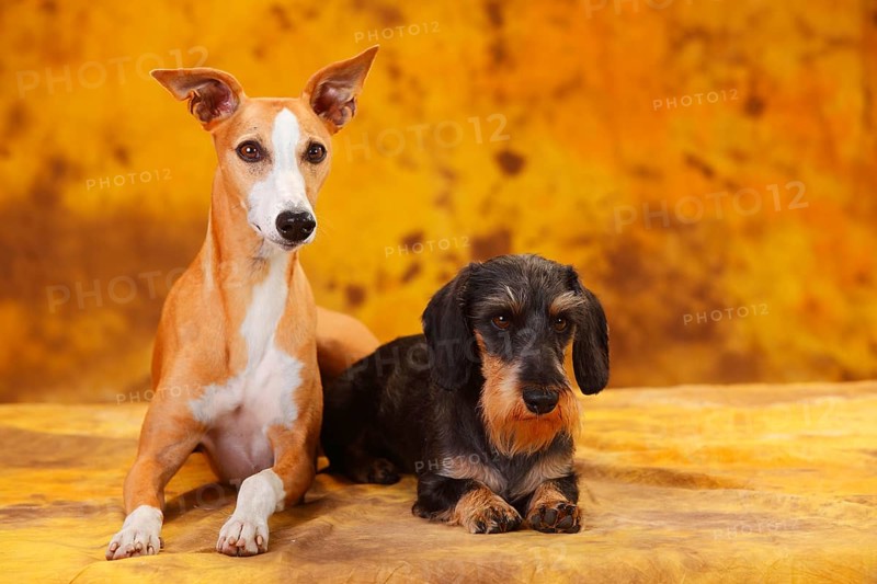 Little Grey-haired Dachshund and Whippet sitting next to each other