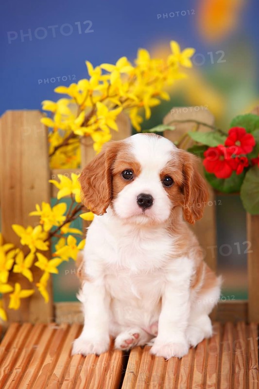 Cavalier King Charles Spaniel