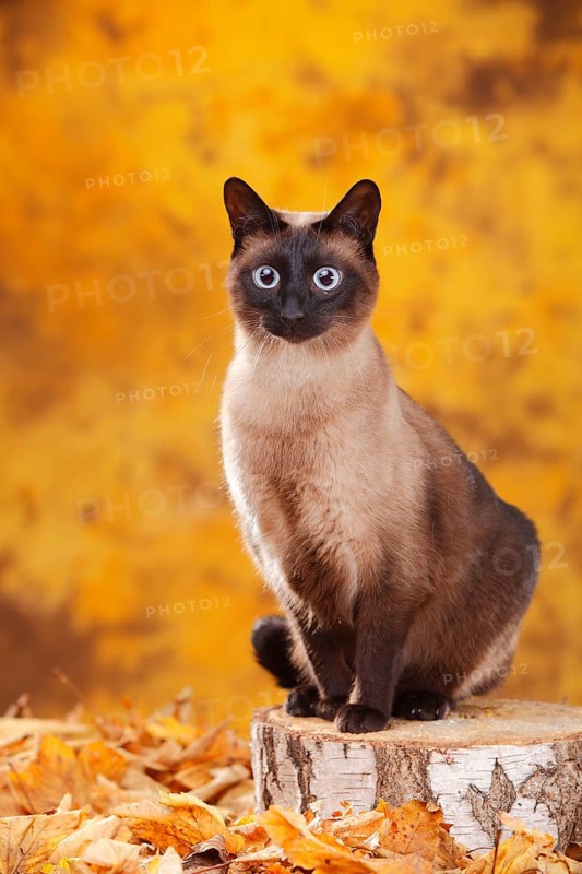 Siamese cat old type