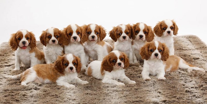 Cavalier King Charles Spaniel