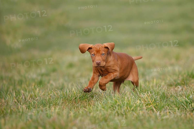 Shorthaired Hungarian pointer