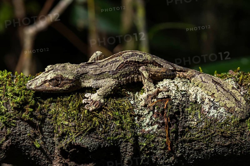 Mossy leaf-tailed gecko (Uroplatus sikorae)