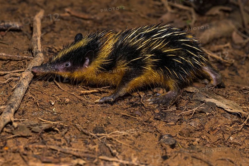Lowland streaked tenrec (Hemicentetes semispinosus)