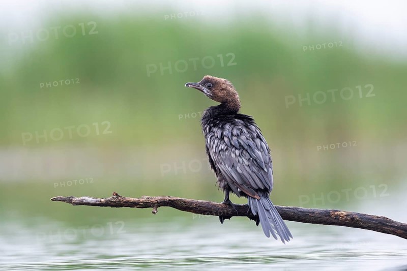 Pygmy Cormorant (Phalacrocorax pygmeus) from behind