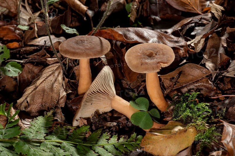 Mushroom (Lactarius rufus)