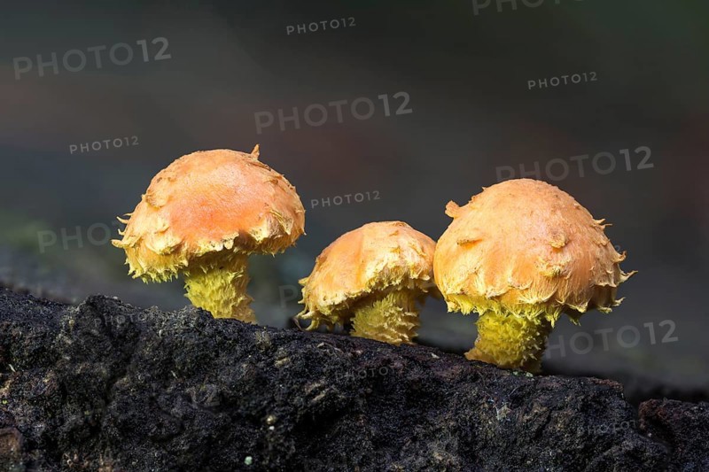 Flaming Pholiota (Pholiota flammans) on deadwood