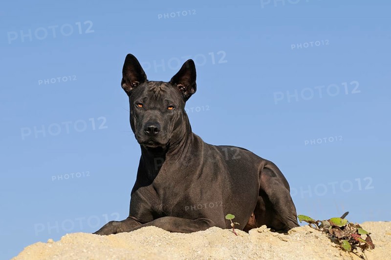 Thai Ridgeback