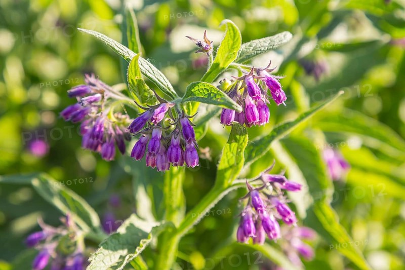 Flowering Comfrey (Symphytum)
