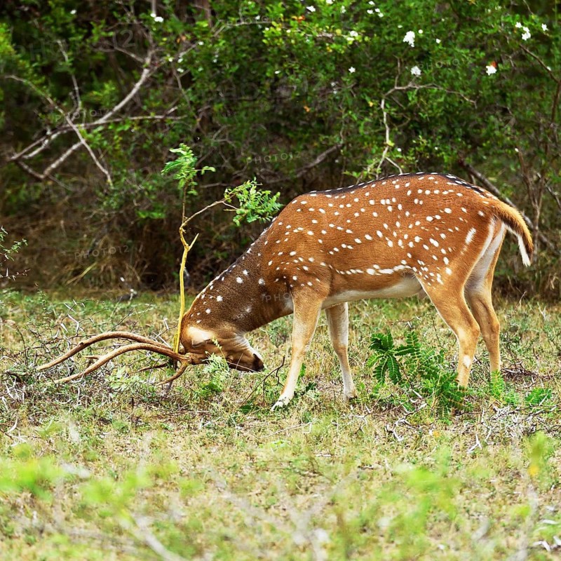 Chital (Axis axis)