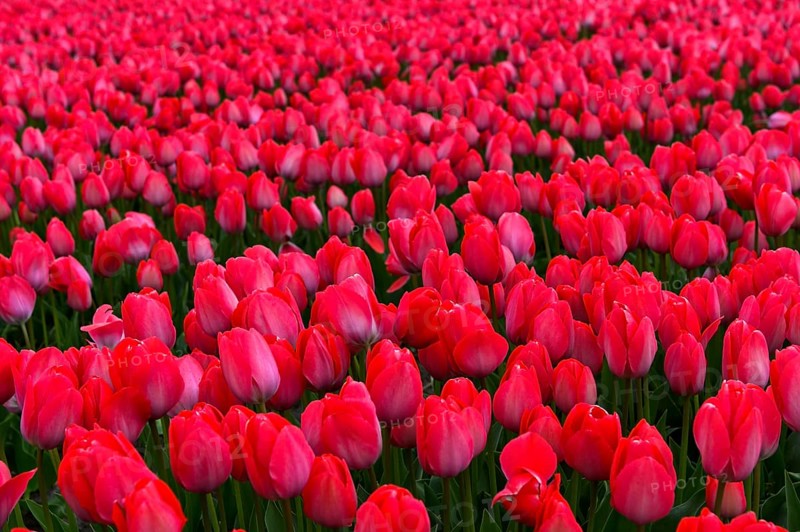Field with red Tulips (Tulipa) of the variety Lady van Eijk