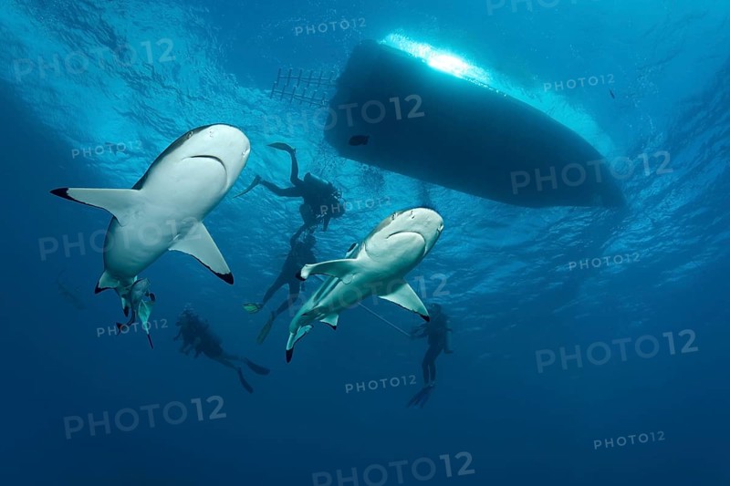 Blacktip reef sharks (Carcharhinus melanopterus) with divers
