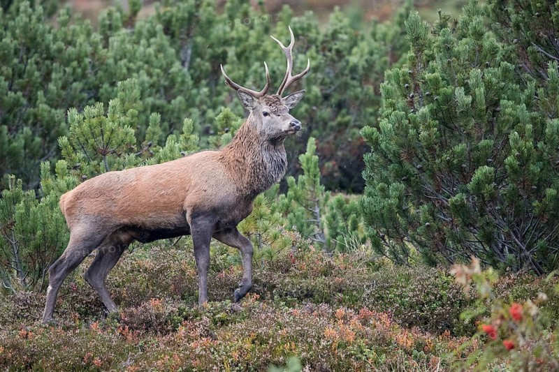 Red deer (Cervus elaphus)