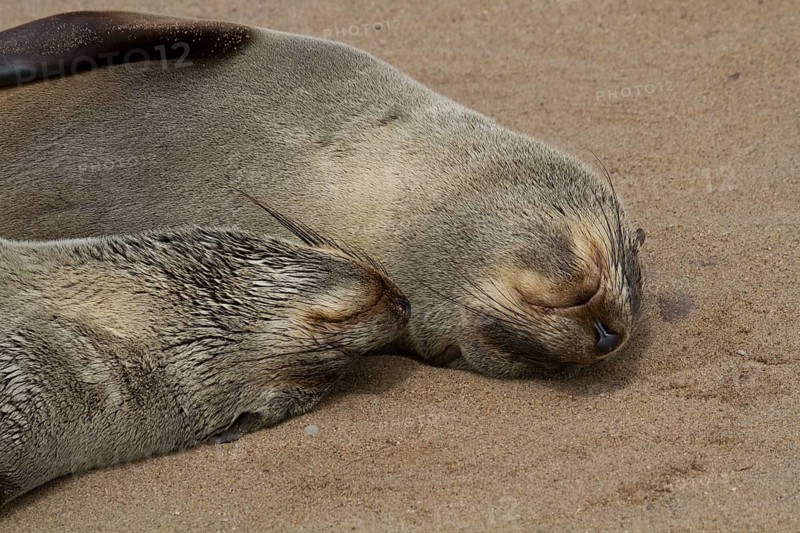 Cape fur seals (Arctocephalus pusillus)