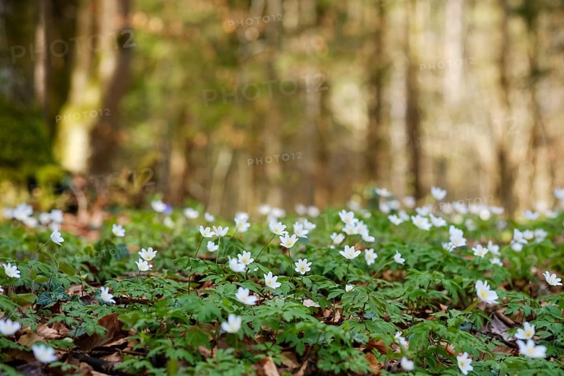 Wood anemones (Anemone nemorosa)