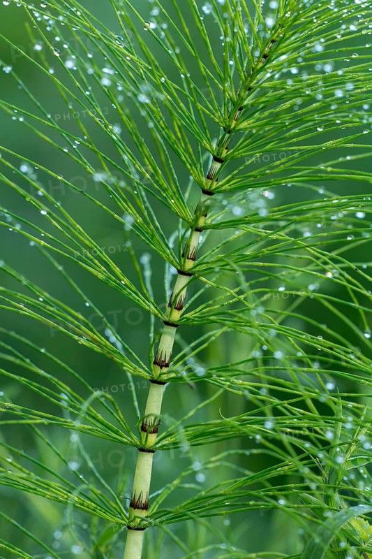 Great horsetail (Equisetum telmateia)