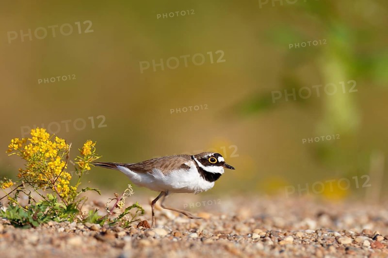 Little ringed plover (Charadrius dubius)