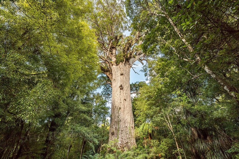 Tane Mahuta
