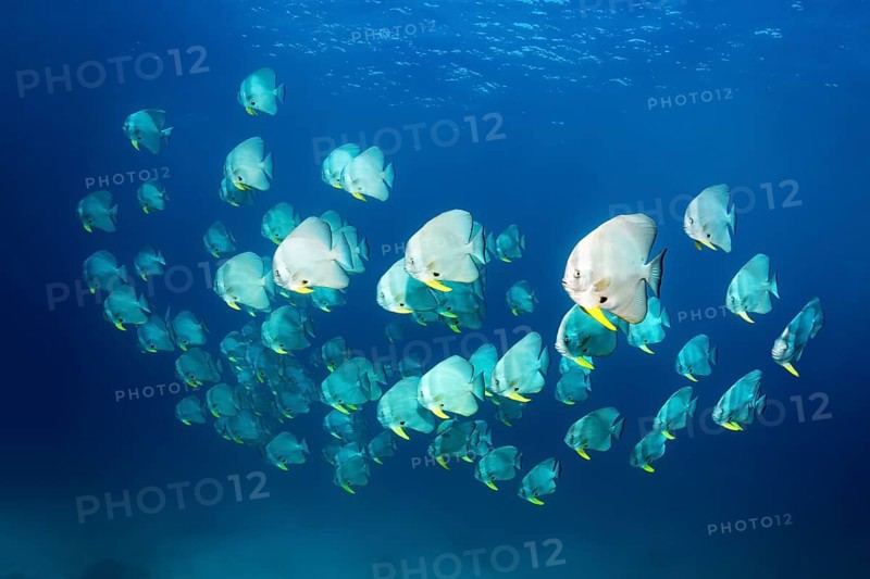 Swarm Longfin Batfishes (Platax teira)