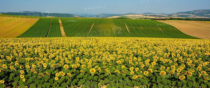Field of sunflowers and maize