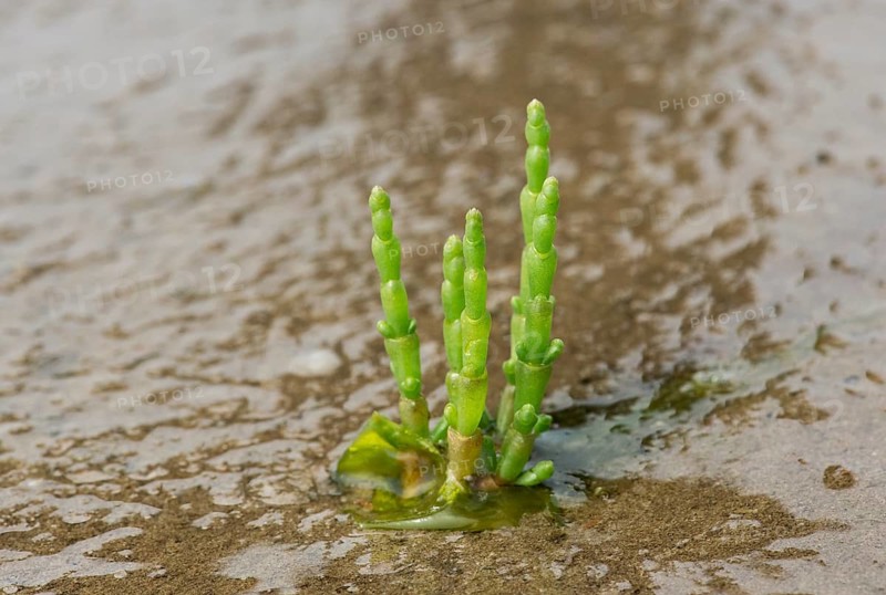 Glasswort (Salicornia spec.)