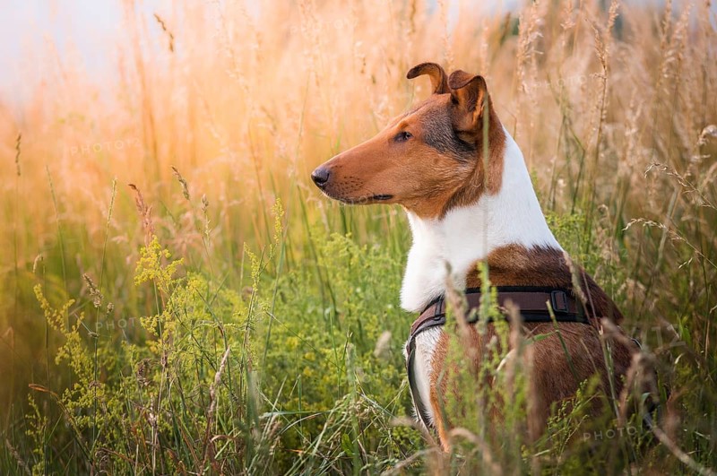 Shorthair collie