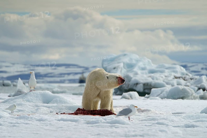 Polar bear (Ursus maritimus) feeding the carcass of a captured seal in the snow