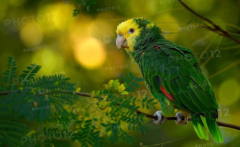 Yellow-headed amazon (Amazona ochrocephala)