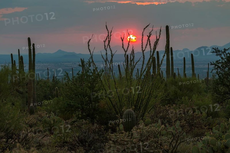 Cactus Landscape