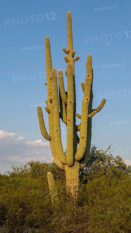 Giant Saguaro (Carnegiea gigantea)