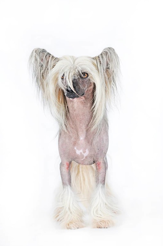 Dog breed Chinese Crested Hairless