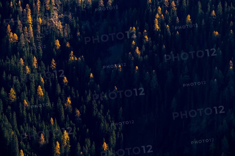 Larch forest (Larix) St. Martin in Thurn
