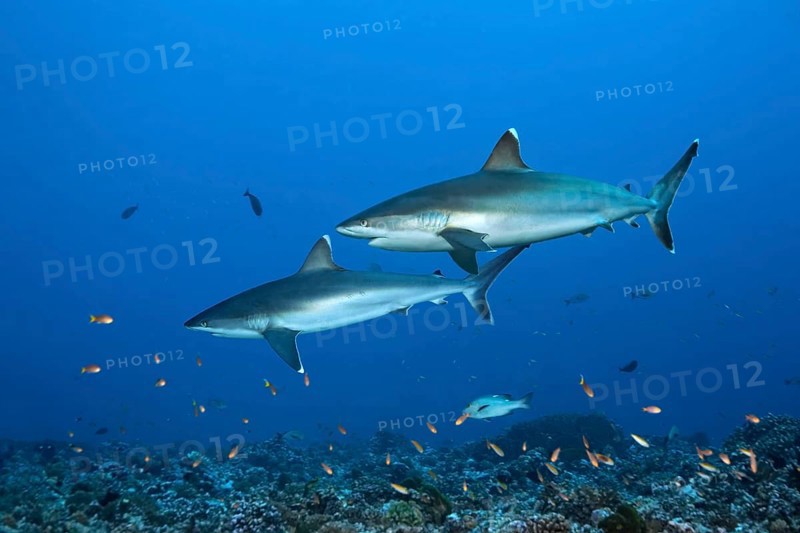 Silvertip sharks (Carcharhinus albimarginatus) swim over coral reef