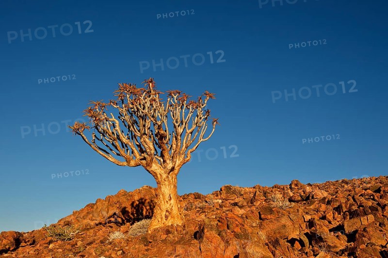 Quiver tree (Aloe dichotoma) in rocky landscape