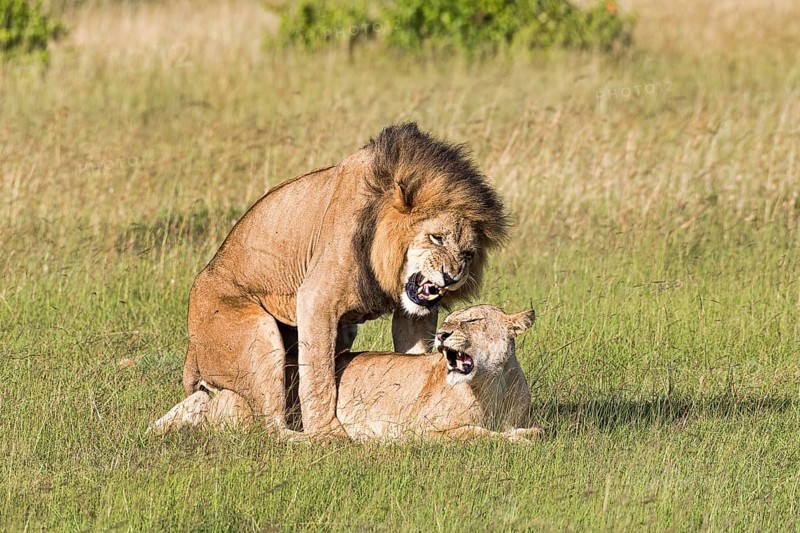 Lions (Panthera leo)