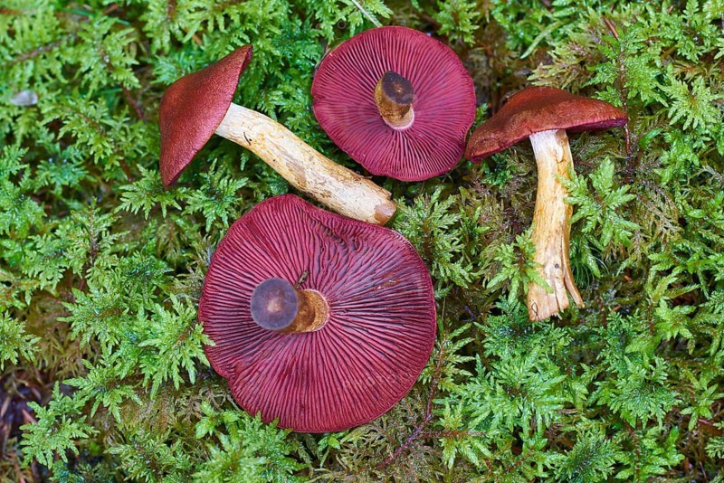 Skin-heads (Dermocybe) with lamellae