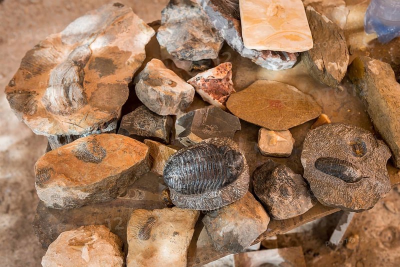 Various stones with fossils