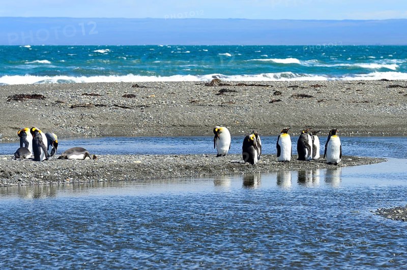King penguins (Aptenodytes patagonicus)