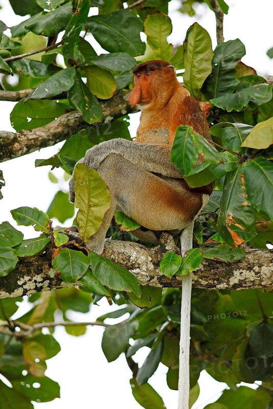 Proboscis monkey (Nasalis larvatus) sitting in the tree